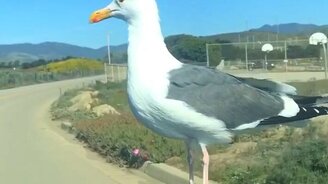 Чайка-путешественница - смотреть видео (0:18)