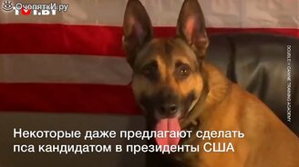 Пёс, у которого ничего не получается - смотреть видео (0:44)