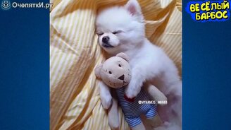 Смех благодаря животным - смотреть видео (10:06)