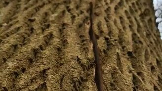 Дерево дышит? - смотреть видео (0:10)