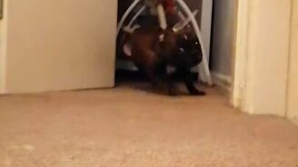 Безумный взгляд задора - смотреть видео (0:12)