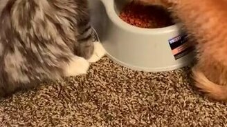 Сначала поем я, ты - потом! - смотреть видео (0:09)