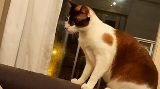 Жёстко испугала кошку - смотреть видео (0:08)