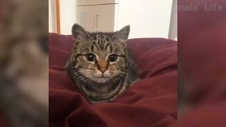 Трогательные собачки и смешные коты - смотреть видео (12:23)