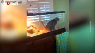 Кот проник в самое неподходящее место - смотреть видео (0:29)