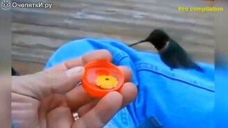 Вы бы не поверили, если бы не было видео - смотреть видео (5:21)