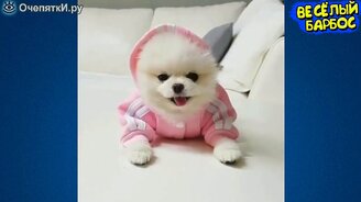 Почти 9 минут смеха с животными - смотреть видео (8:58)