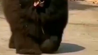 Мощный чёрный мастиф - смотреть видео (0:36)