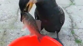 Бакланья трапеза - смотреть видео (0:18)