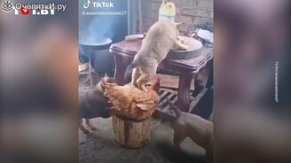 Когда оставил животных без присмотра - смотреть видео (0:13)