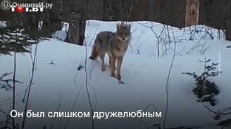 Хищник встретил людей и захотел поиграть - смотреть видео (1:08)