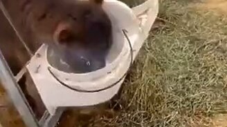 Жадный телёнок и молоко - смотреть видео (0:05)