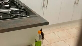 Воспитывает свою кошку - смотреть видео (0:24)