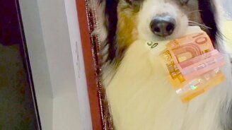 Собака - мастер фокусов - смотреть видео (0:43)