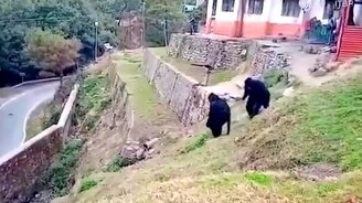 Обычная работа индийских пограничников - смотреть видео (0:18)