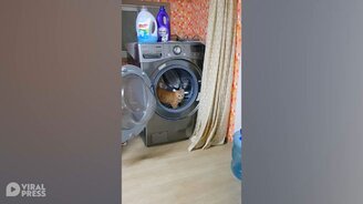 Точно как белка в колесе - смотреть видео (0:52)