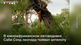 Гиена отобрала добычу у леопарда - смотреть видео (0:46)