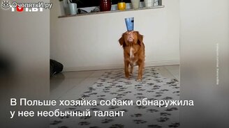 У собаки очень странное умение - смотреть видео (0:25)