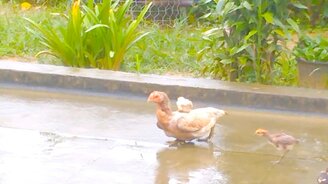 Цыплёнок оседлал маму - смотреть видео (0:40)