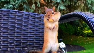 Застали врасплох - смотреть видео (0:03)