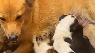 Собака кормит котят - смотреть видео (0:40)