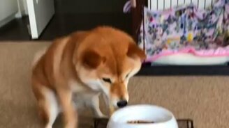 Не могу уже терпеть! - смотреть видео (0:15)