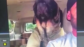 Пёс - вокалист стиля тяжёлый металл - смотреть видео (0:22)