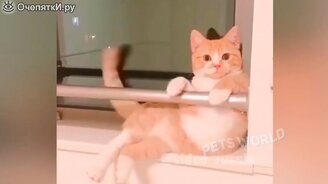 Улыбаемся питомцам - смотреть видео (5:40)