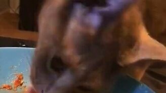 Самый смешной способ поесть - смотреть видео (0:10)