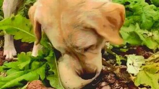 Жучка тянет репку одна - смотреть видео (0:21)