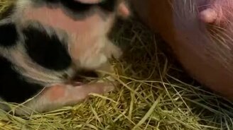 Поросёночек кушает - смотреть видео (0:07)