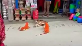 Испугали собаку тиграми - смотреть видео (0:07)