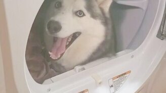 Машинка - дом для хаски - смотреть видео (0:34)