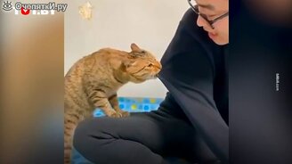 Кот наказал хозяина за плохое пение - смотреть видео (0:32)