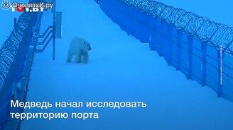 Прогнали медведя с помощью теплохода - смотреть видео (1:26)