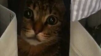 Кошка надёжно спряталась - смотреть видео (0:26)