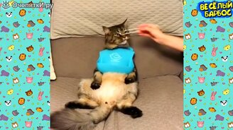 Коты и псы в смешных видео - смотреть видео (9:51)