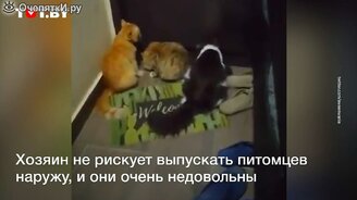 Реакция котов на карантин - смотреть видео (0:38)