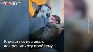 Когда слишком мало гладил пса - смотреть видео (0:17)