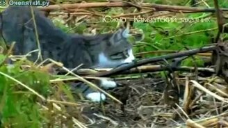 Лиса и кошка - смотреть видео (1:41)