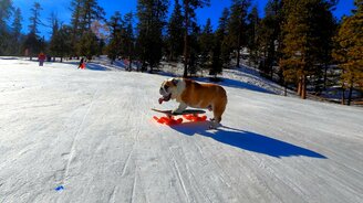 Рассекая снежные просторы - смотреть видео (0:33)