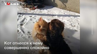 Кот ненавидит собак, но увидел щенка - смотреть видео (0:22)