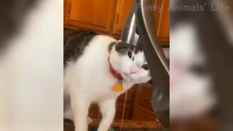 Забавнейшие питомцы со всего света - смотреть видео (12:51)