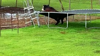 Бычок застрял в батуте - смотреть видео (0:07)