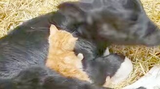 Телёнок и котёнок - смотреть видео (0:25)