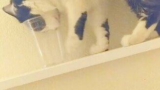 Поймала себя в ловушку - смотреть видео (0:20)