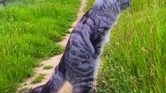 О, боже, кто же там? - смотреть видео (0:38)