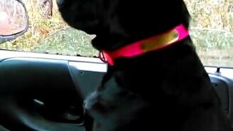 Не спать на посту! - смотреть видео (0:13)