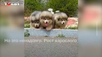Когда у тебя слишком короткие лапы - смотреть видео (0:21)