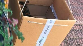 Когда кошка нагулялась - смотреть видео (0:28)